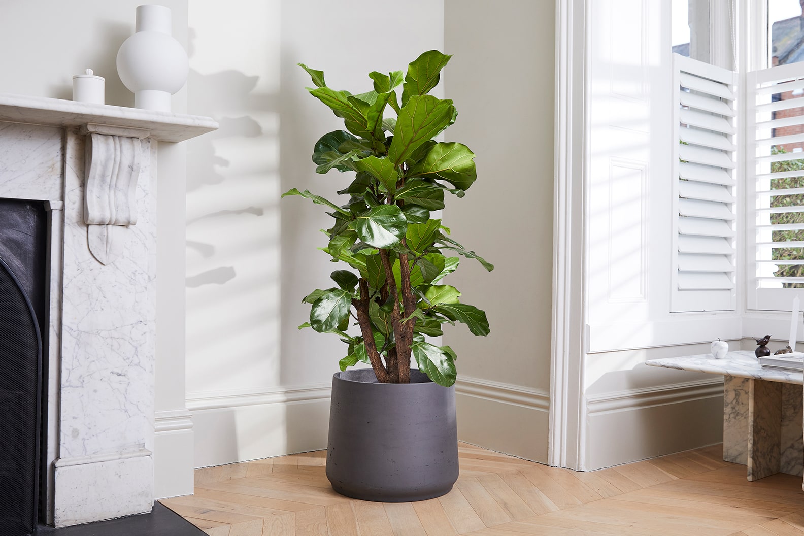 Grow light store fiddle leaf fig